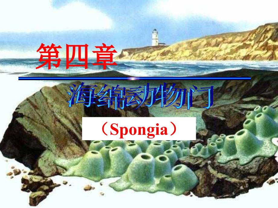 动物学第四章海绵动物门_第1页