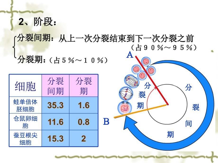 动物细胞的有丝分裂PPT课件_第5页