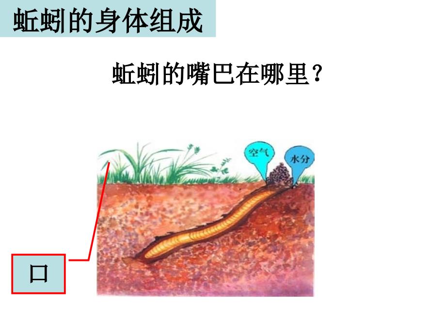 三年级上册科学课件-2.4蚯蚓 教科版(共15张PPT)_第4页