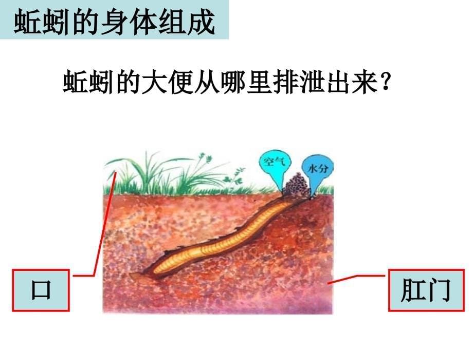 三年级上册科学课件-2.4蚯蚓 教科版(共15张PPT)_第5页