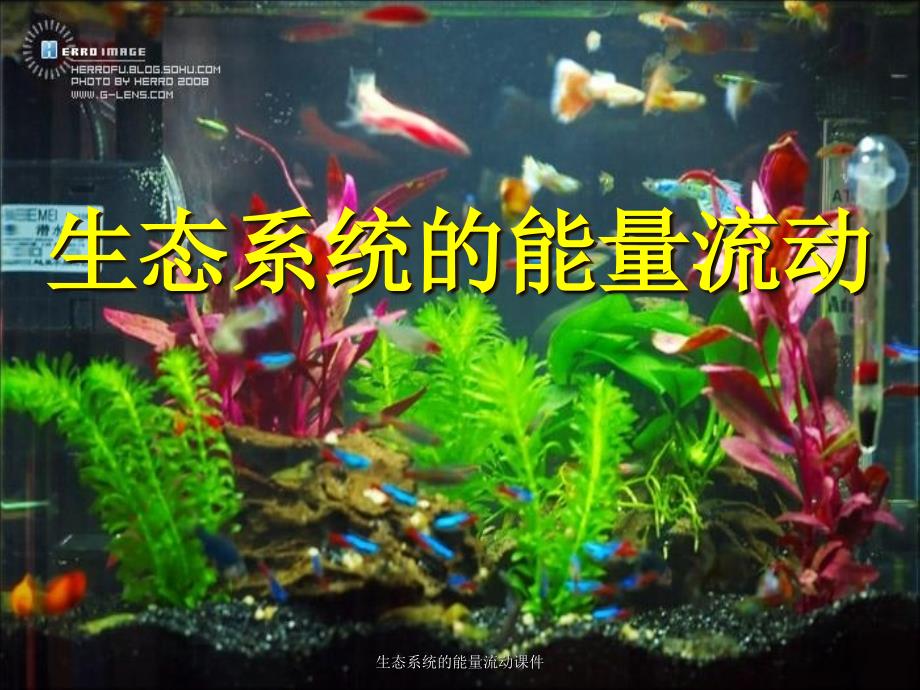 生态系统的能量流动课件_第2页