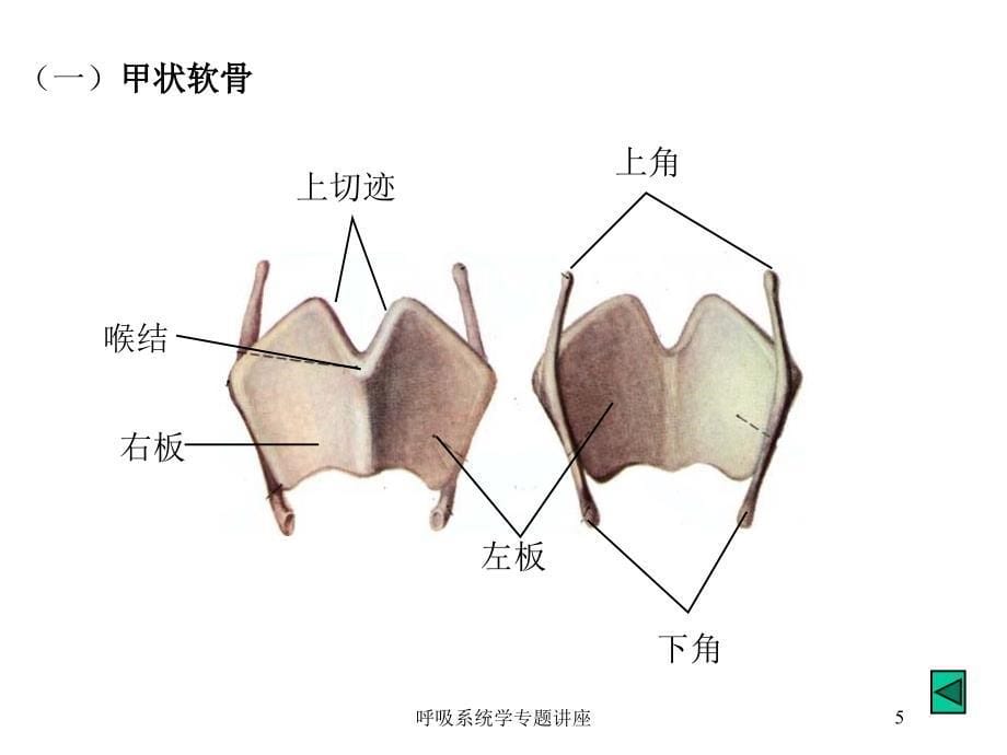 呼吸系统学专题讲座培训课件_第5页