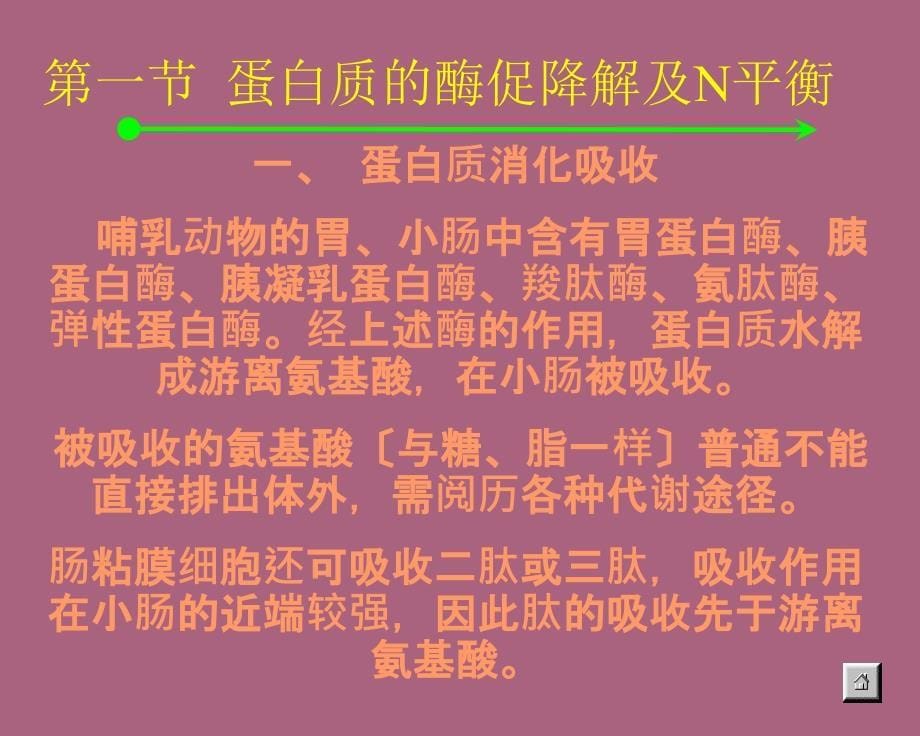 蛋白质降解及氨基酸代谢ppt课件_第5页