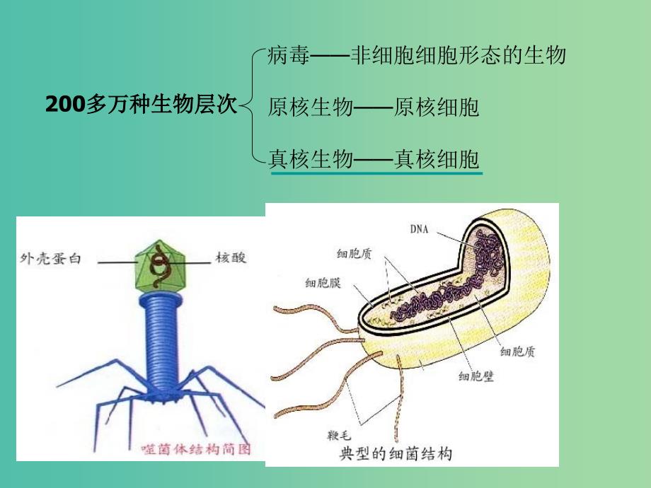 高中生物第一册第3章生命的结构基次件3沪科版.ppt_第2页