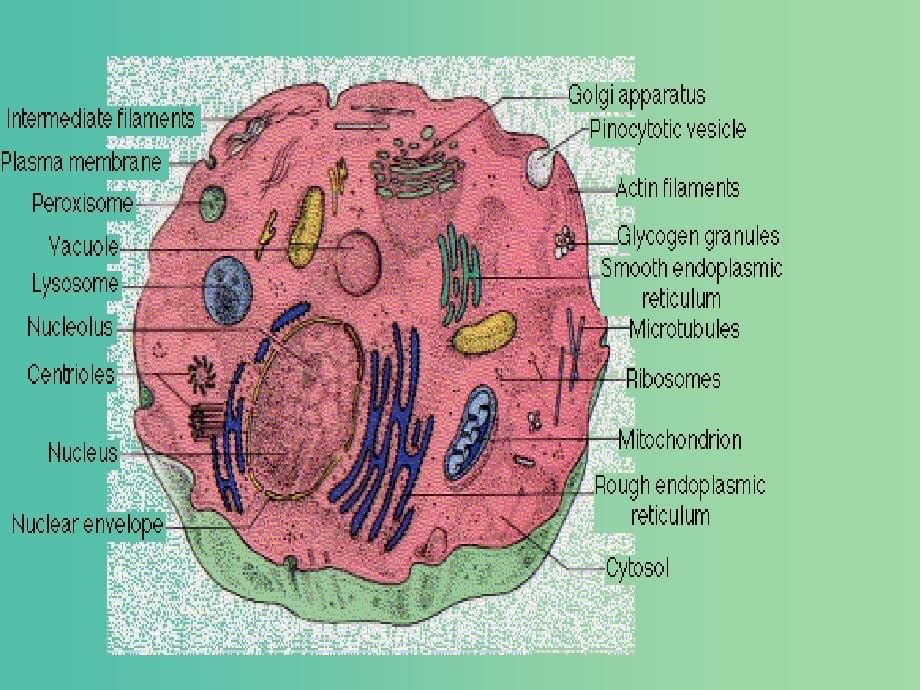 高中生物第一册第3章生命的结构基次件3沪科版.ppt_第5页