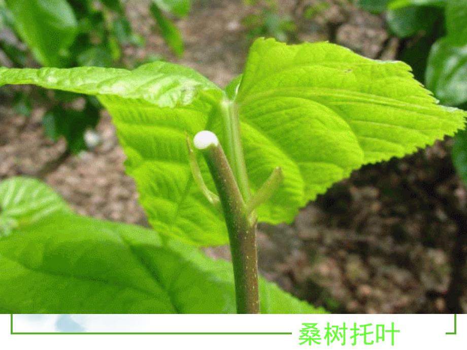 4.2-被子植物的形态结构与功能_第3页