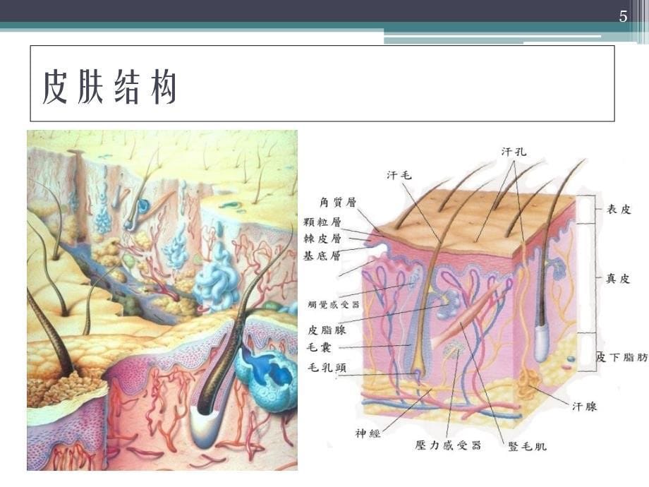 激光皮肤基础_第5页