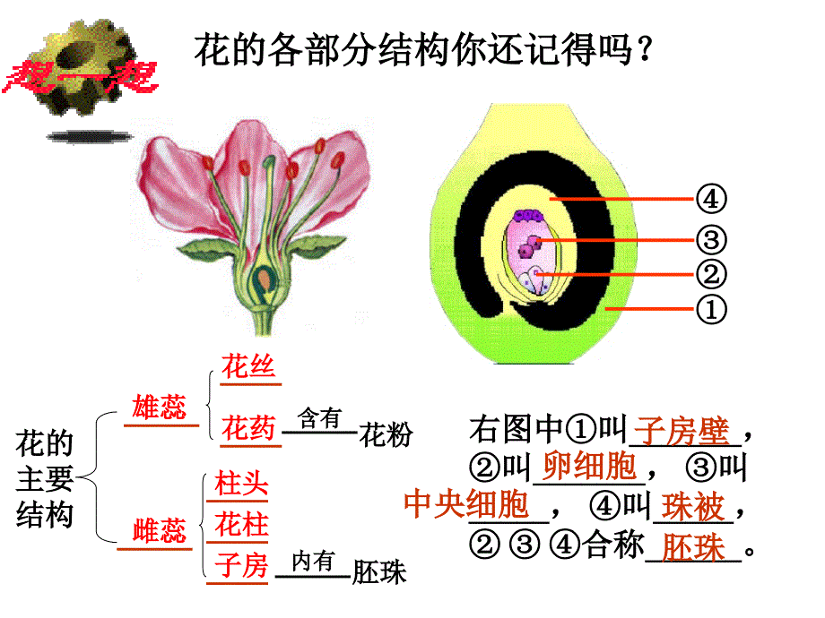 果实和种子的形成1_第4页