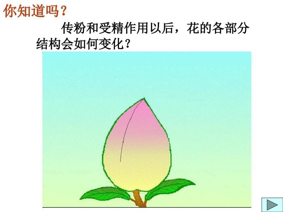 果实和种子的形成1_第5页