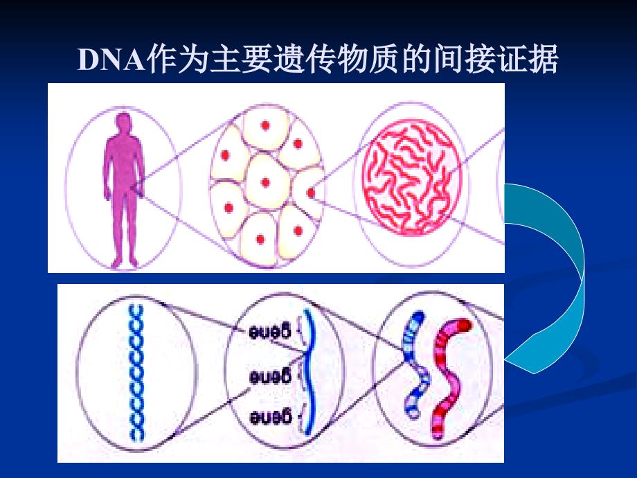 高中生物核心概念高考复习课件DNA作为主要遗传物质_第2页