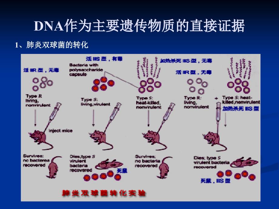 高中生物核心概念高考复习课件DNA作为主要遗传物质_第4页