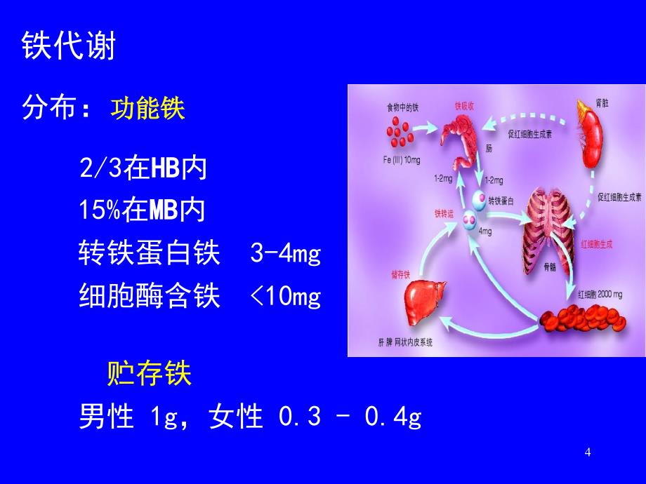 内科学课件：缺铁性贫血_第4页