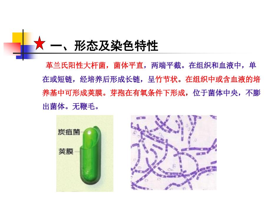 第六章革兰氏阳性产芽孢杆菌名师编辑PPT课件_第4页