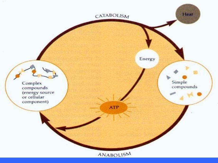 江南大学微生物综合课件_第3页