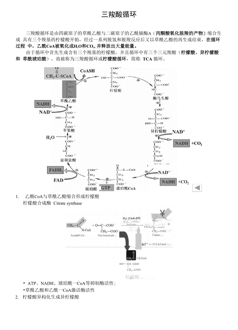 三羧酸循环_第1页