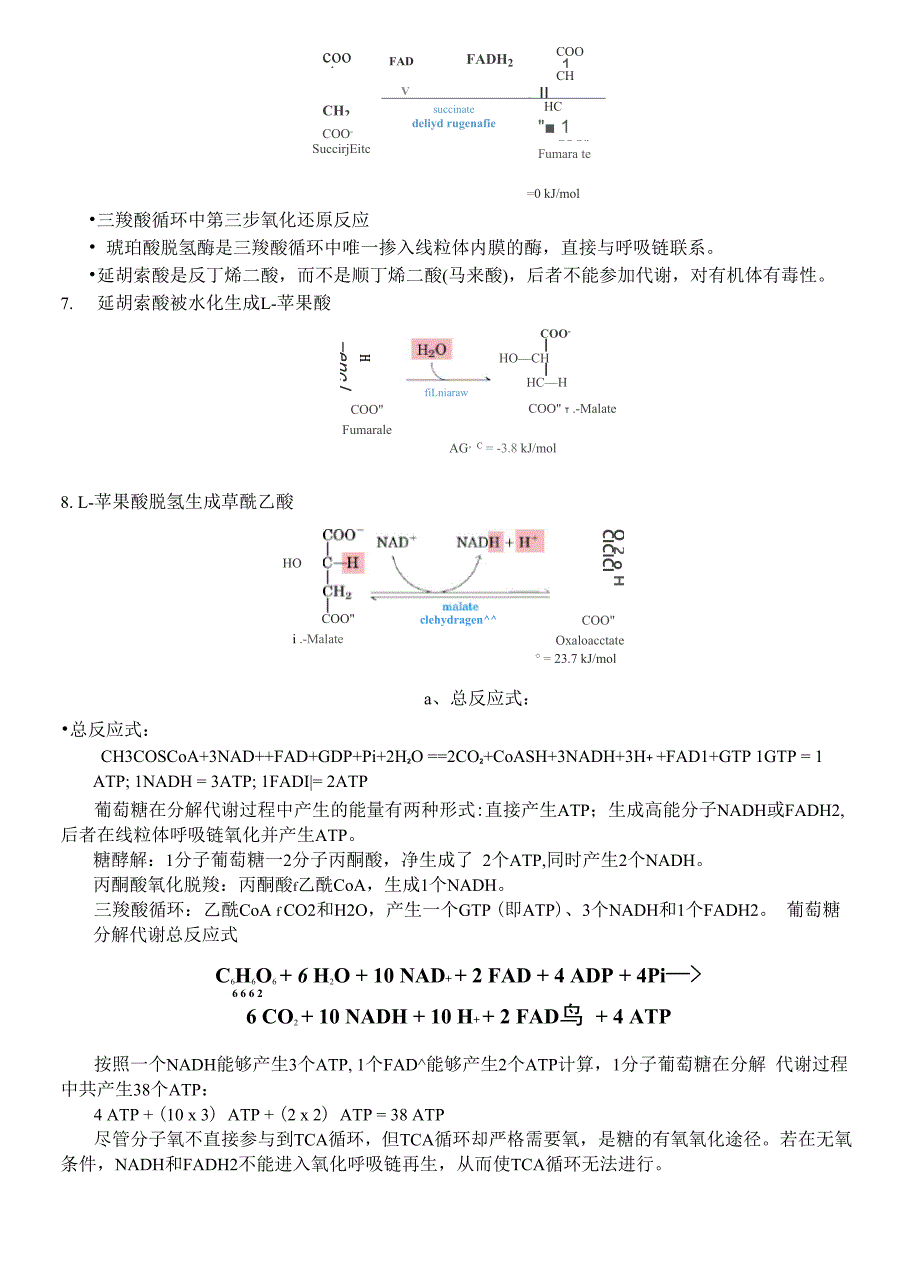 三羧酸循环_第3页