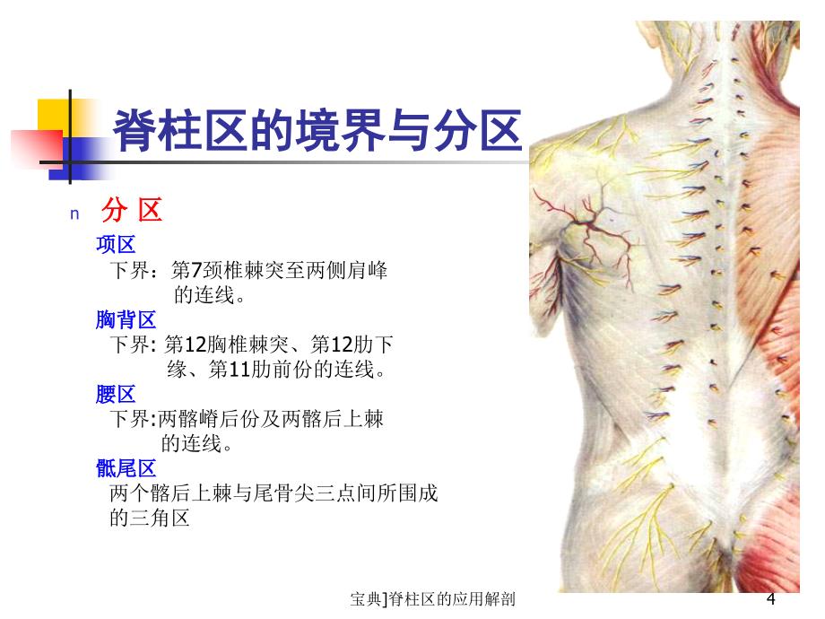 脊柱区的应用解剖课件_第4页