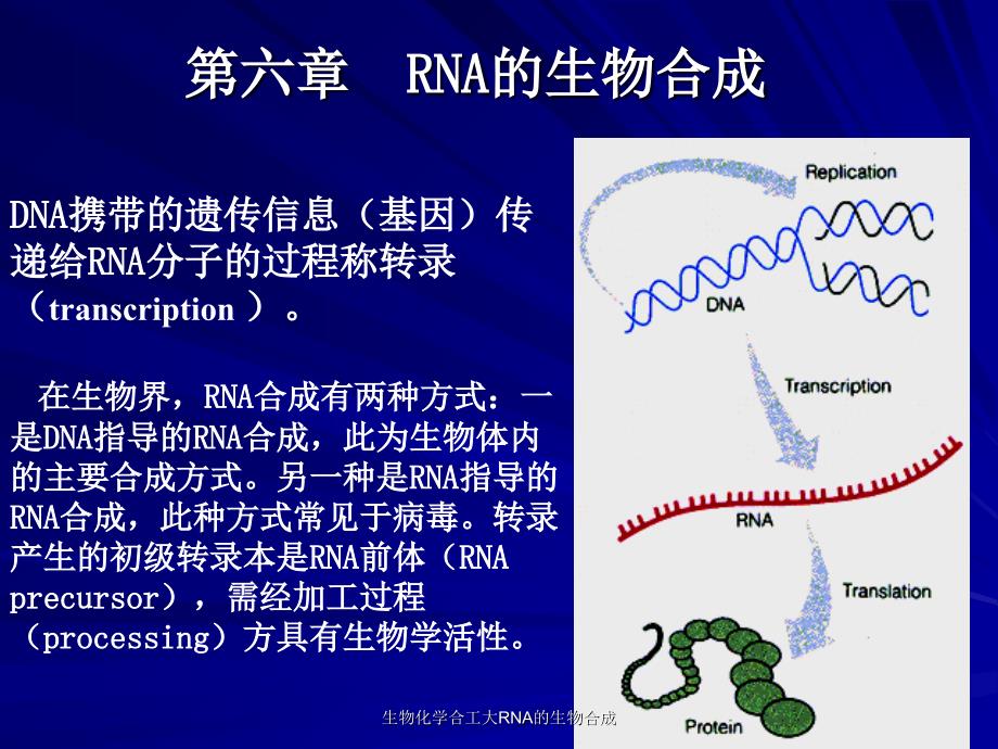 生物化学合工大RNA的生物合成课件_第1页