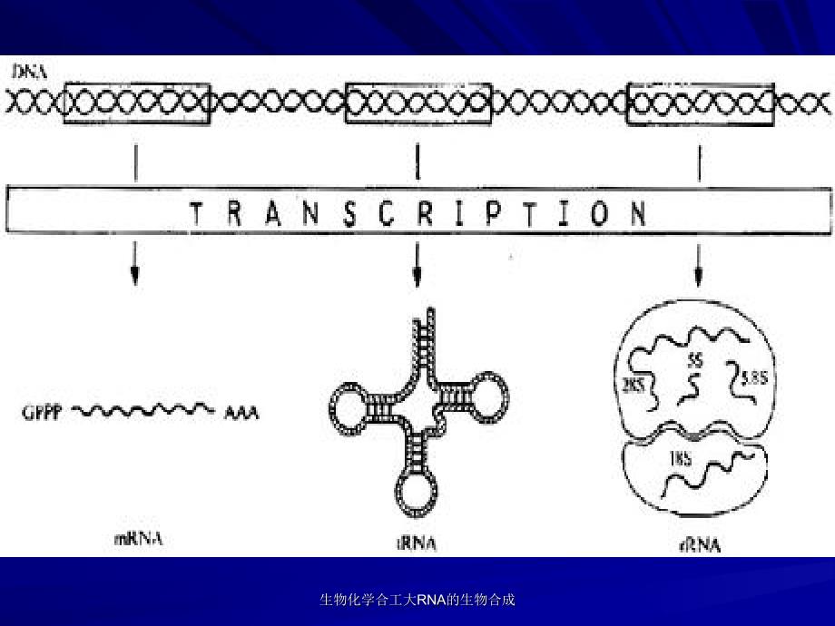 生物化学合工大RNA的生物合成课件_第4页