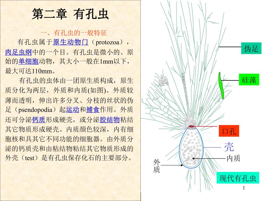 第二章--有孔虫ppt课件_第1页