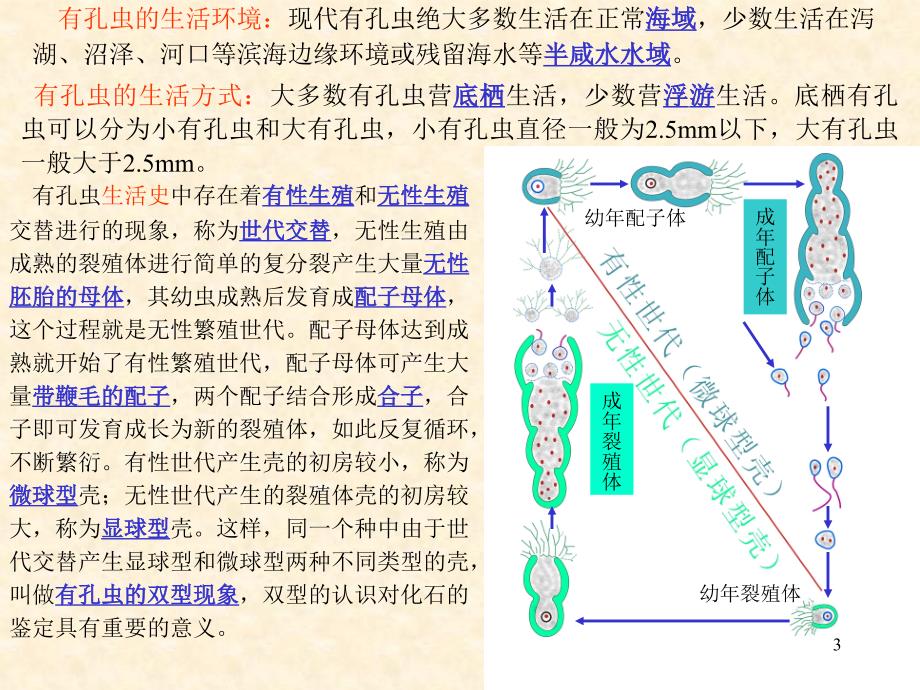 第二章--有孔虫ppt课件_第3页