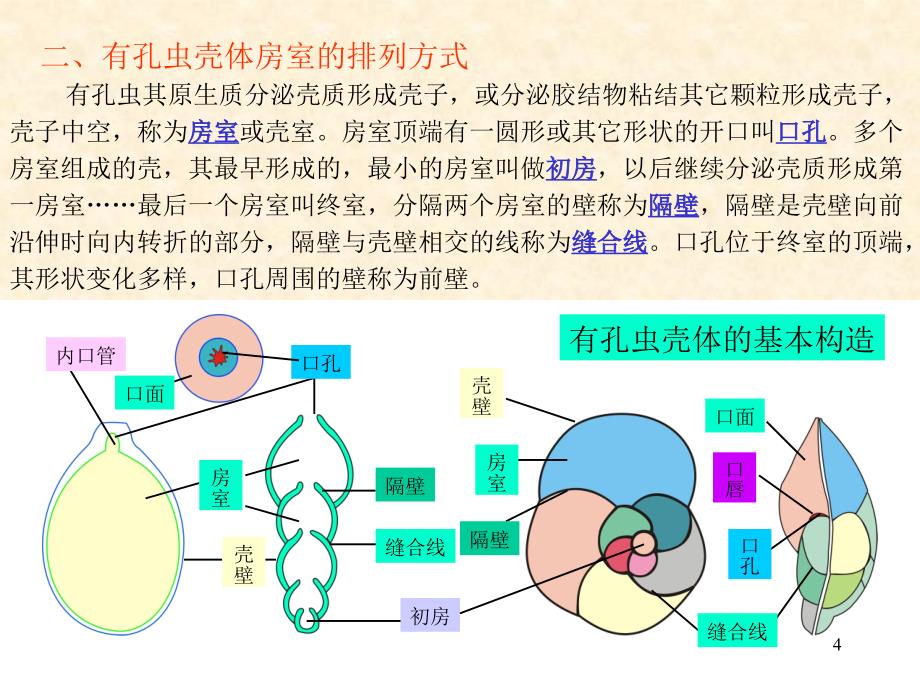 第二章--有孔虫ppt课件_第4页