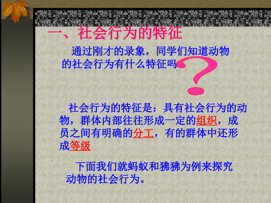 第三节社会行为课件1_第3页