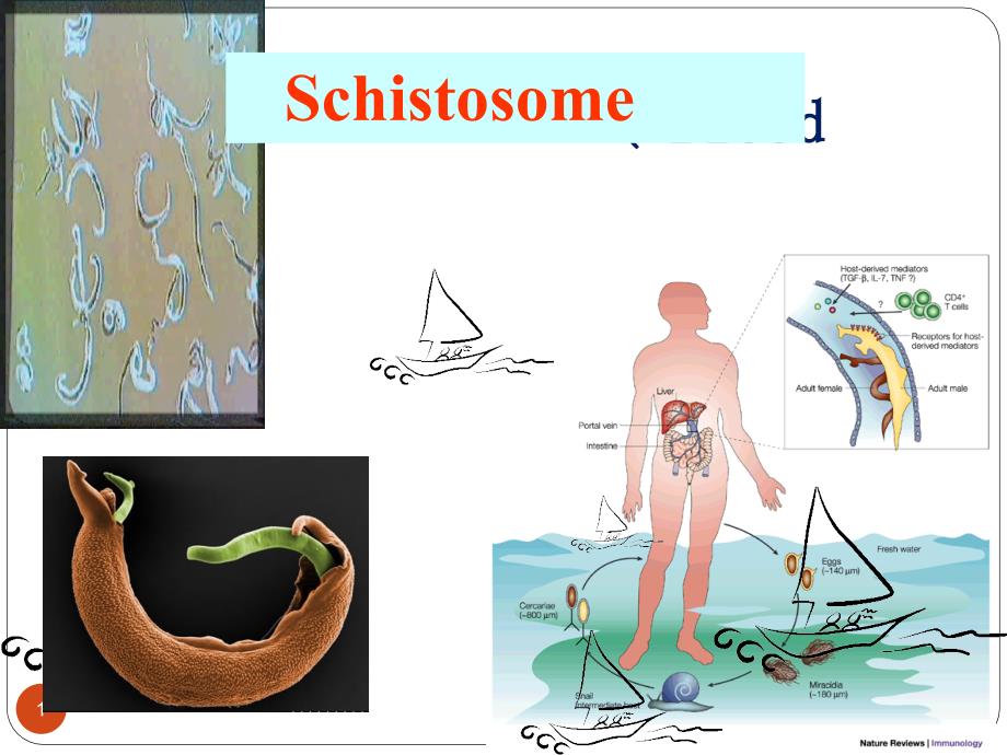 医学寄生虫学课件：6schistosome_第1页