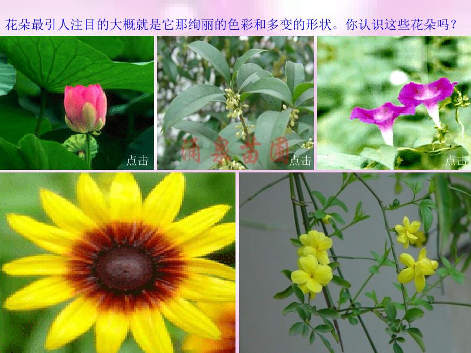 三年级语文上册 花课件 湘教版_第3页