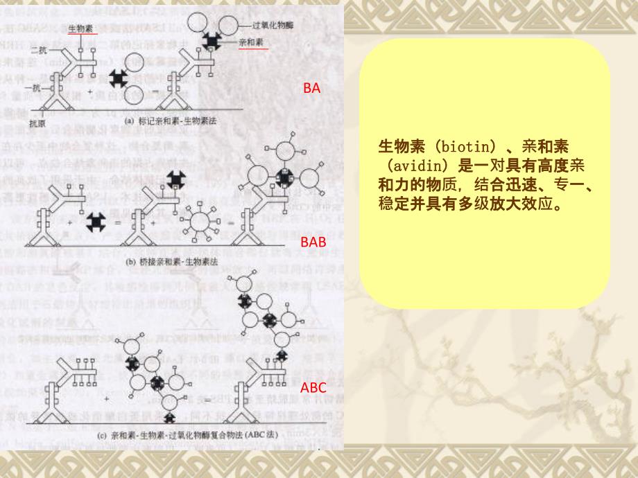 生物素亲和素反应的放大技术_第4页