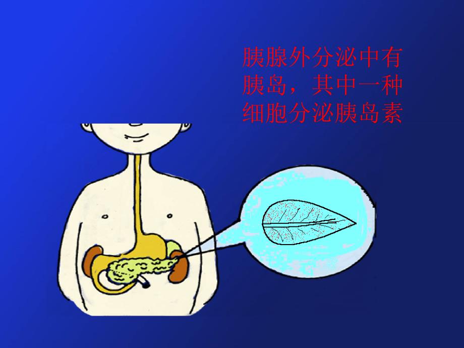 糖尿病健康教育课件.ppt_第3页