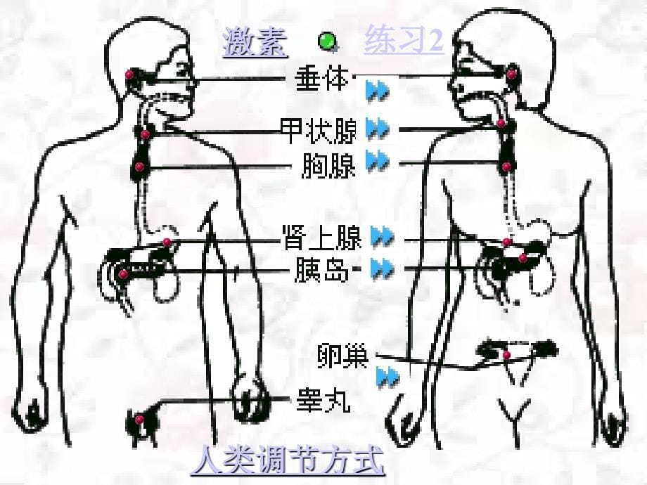 油田五中王华友激素调节_第5页