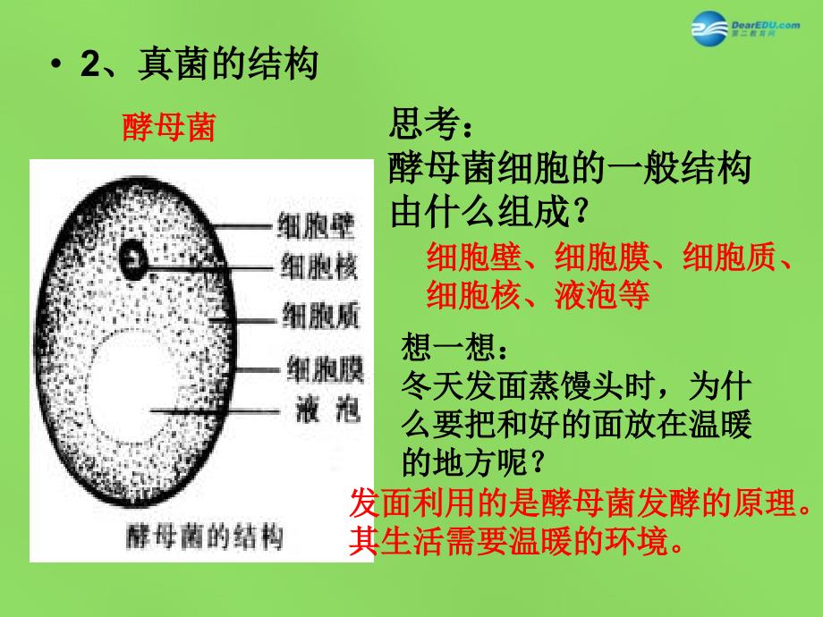 八年级生物上册 5.4.3 真菌课件 新人教版_第3页