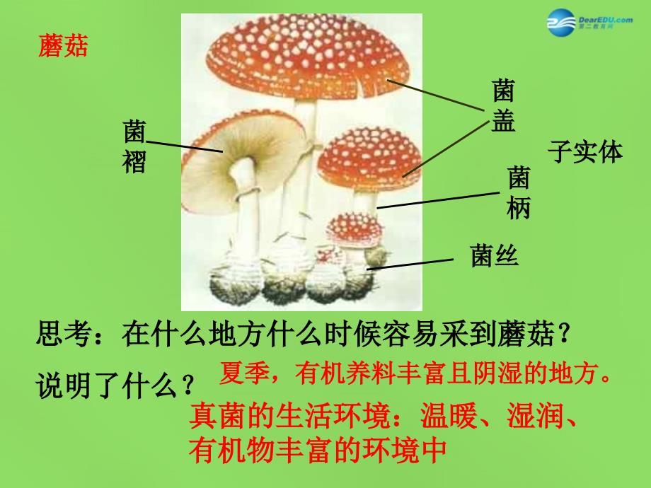 八年级生物上册 5.4.3 真菌课件 新人教版_第4页