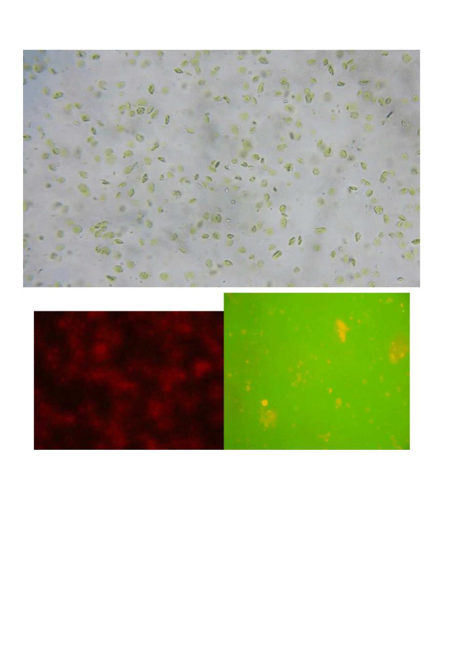 叶绿体的分离、纯化及荧光观察实验报告_第2页