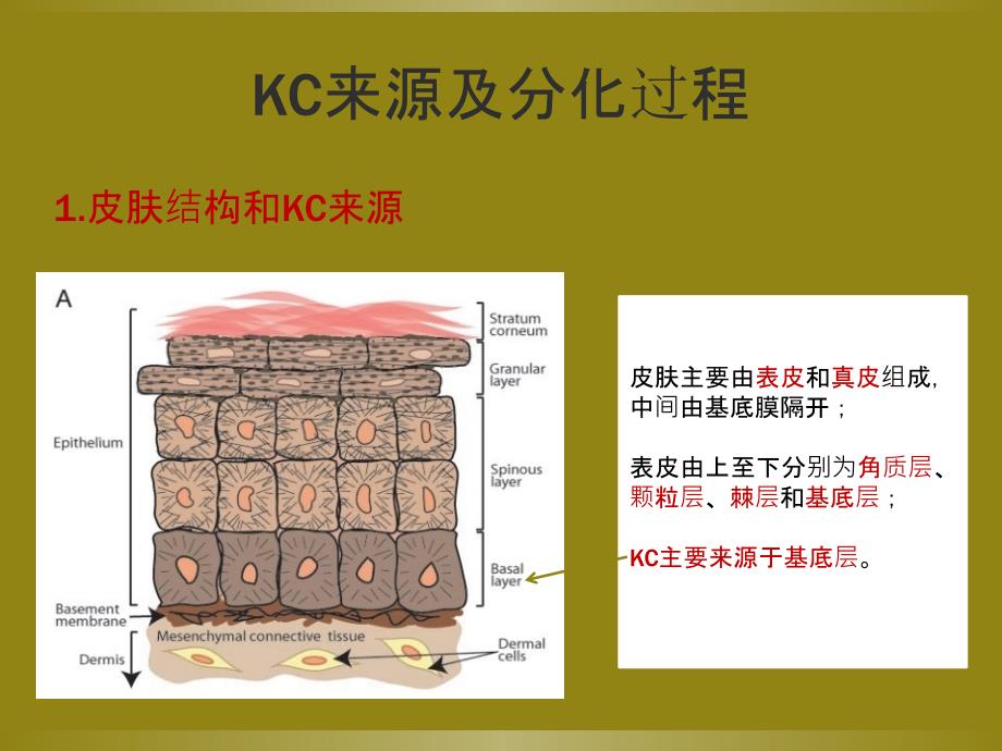 角化细胞培养研究进展_第4页