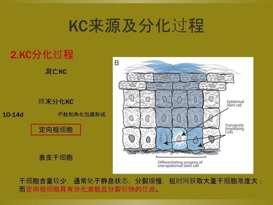 角化细胞培养研究进展_第5页