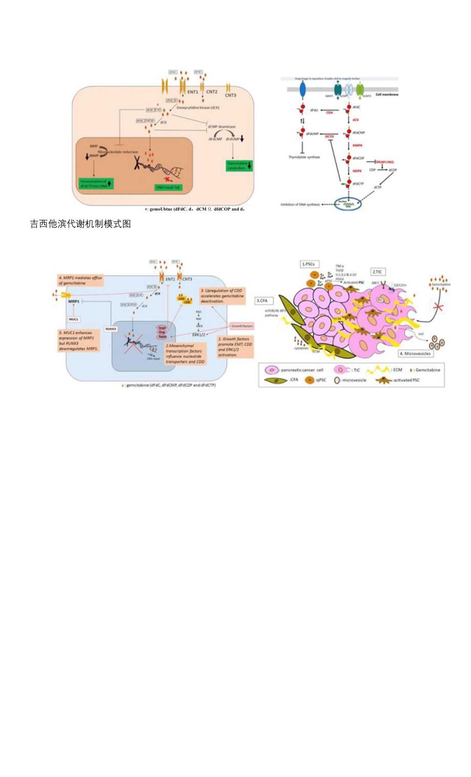 胰腺癌的化疗策略及耐药机制.docx_第3页