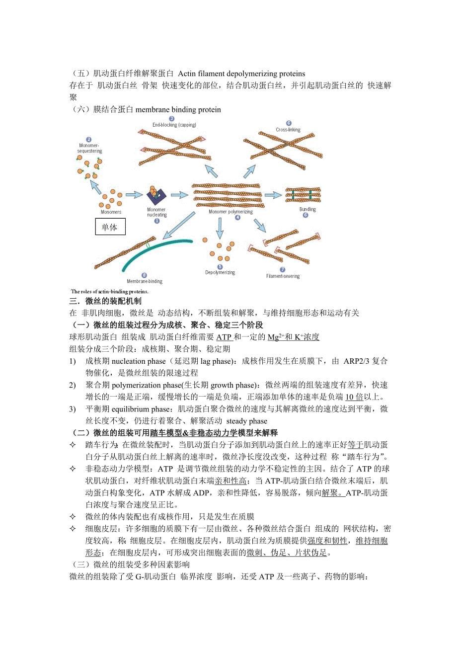 细胞生物学之笔记--第7章 细胞骨架与细胞运动.doc_第5页