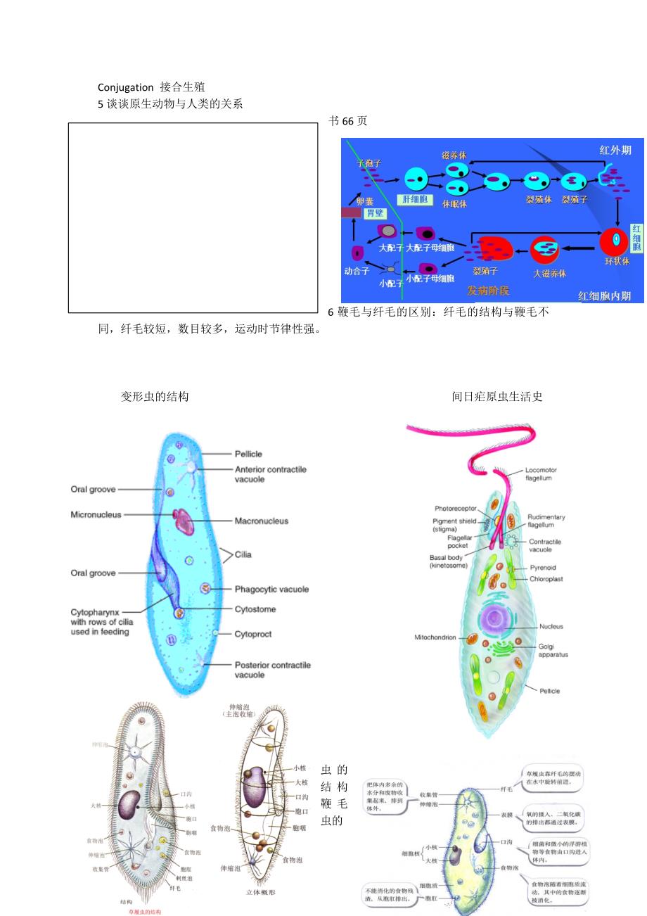 BJFU梁希班动物学隋老师动物学复习提纲_第2页