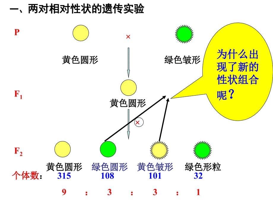 12自由组合定律课件正式_第5页