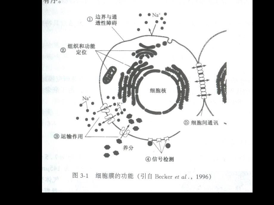 南开大学细胞生物学ppt课件_第5页