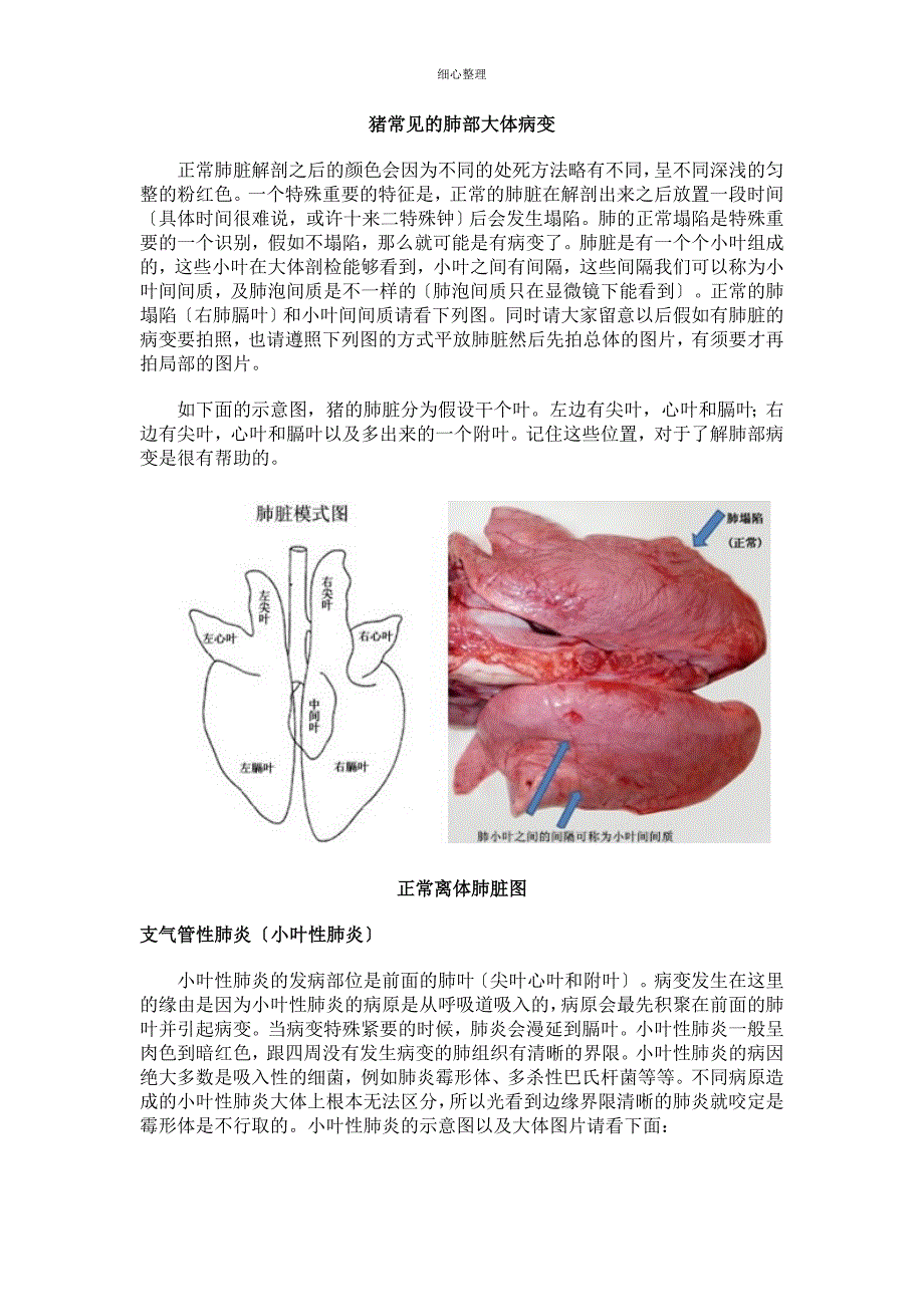 猪常见的肺部大体病变_第1页