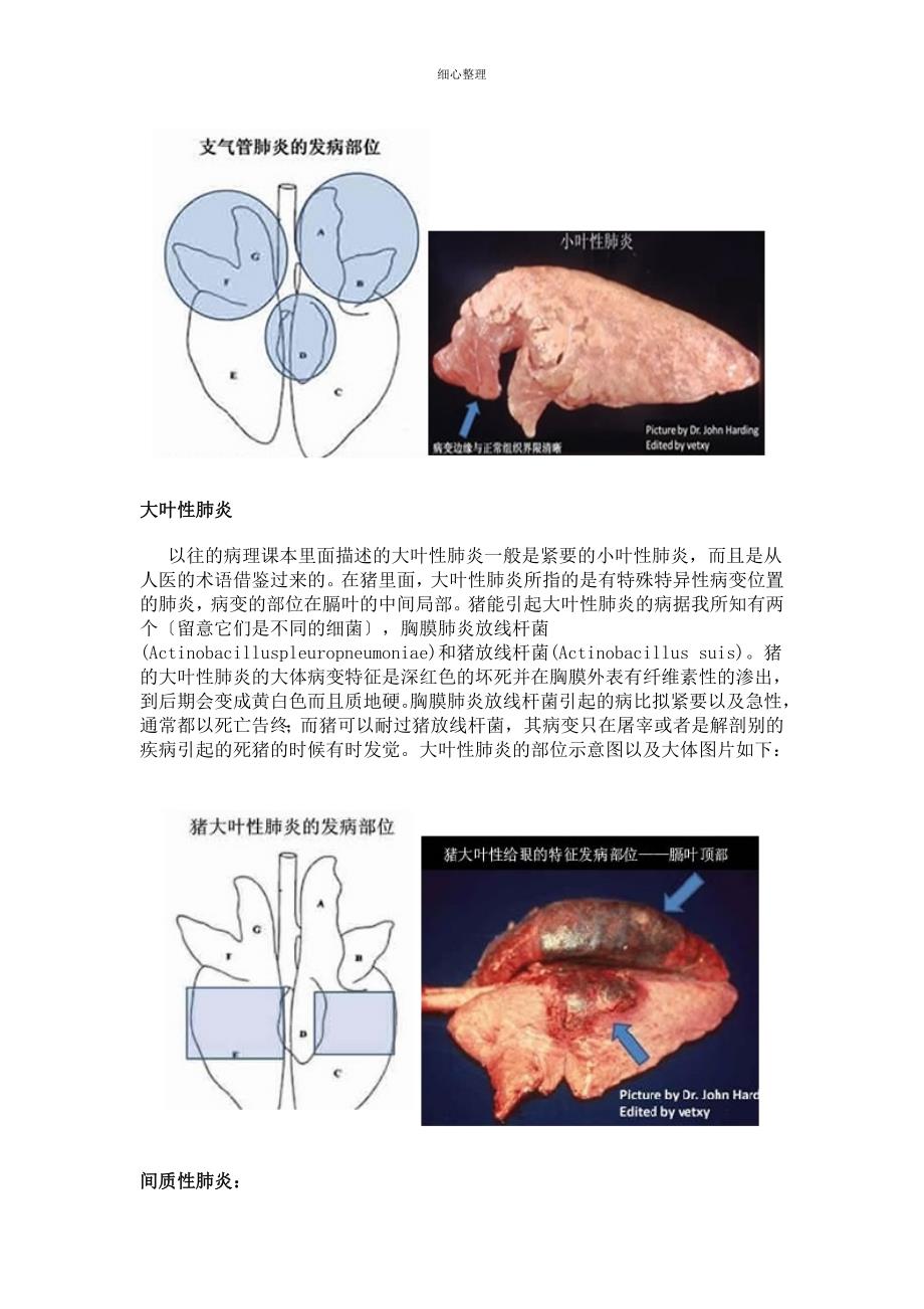 猪常见的肺部大体病变_第2页