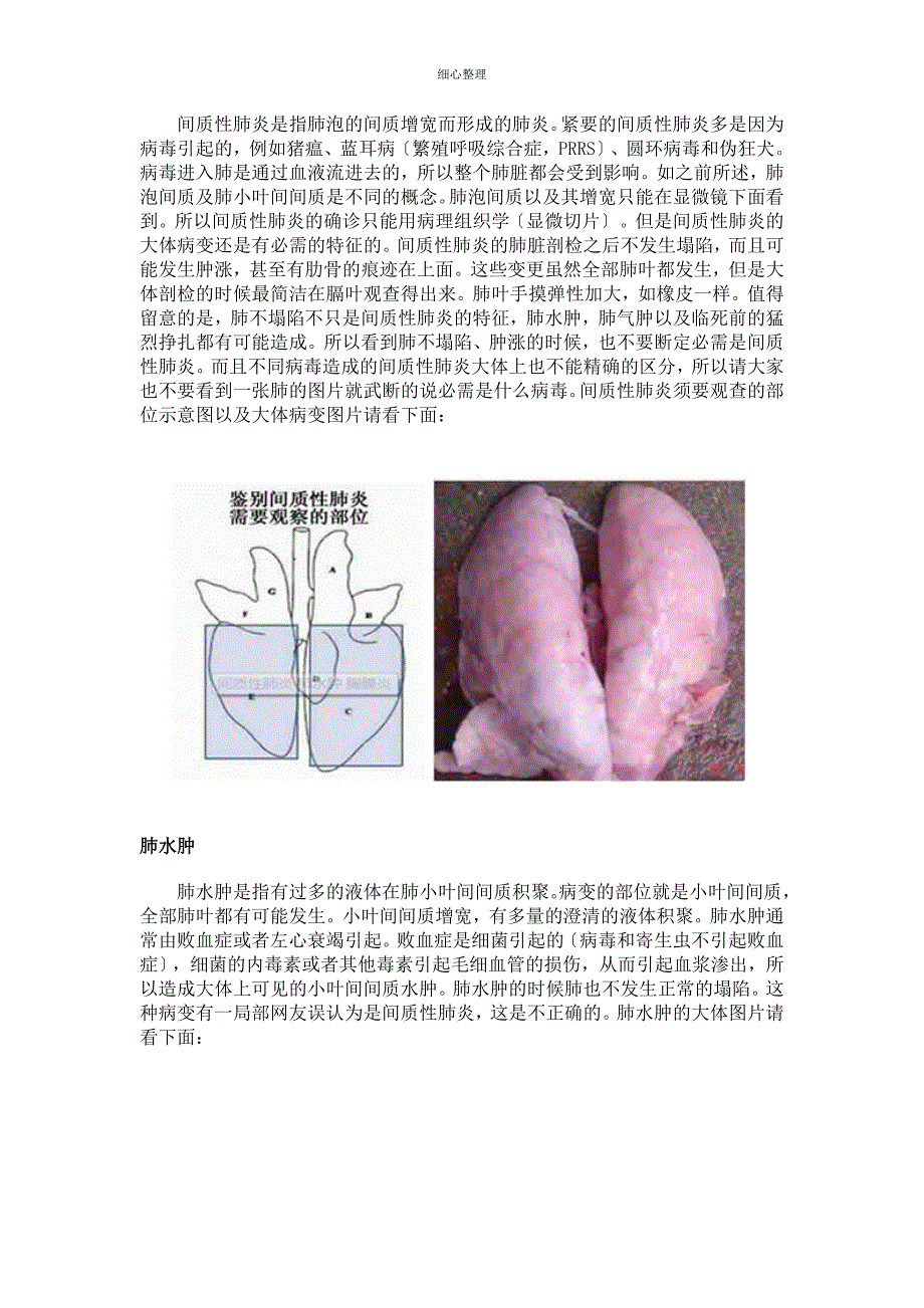 猪常见的肺部大体病变_第3页