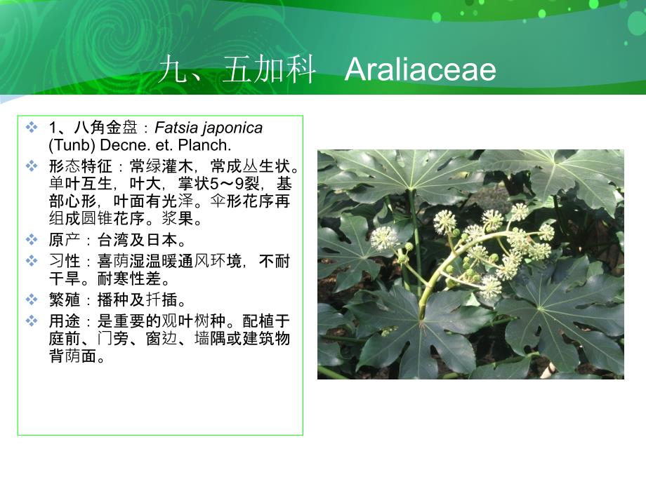 九五加科Araliaceae_第2页