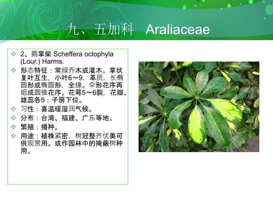 九五加科Araliaceae_第3页