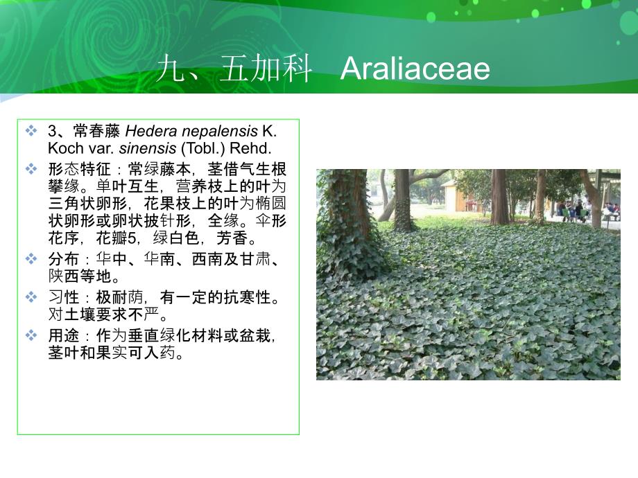 九五加科Araliaceae_第4页