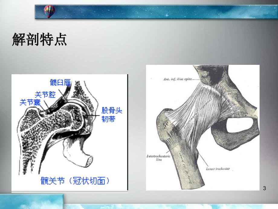 《髋关节置换病理》PPT课件_第3页