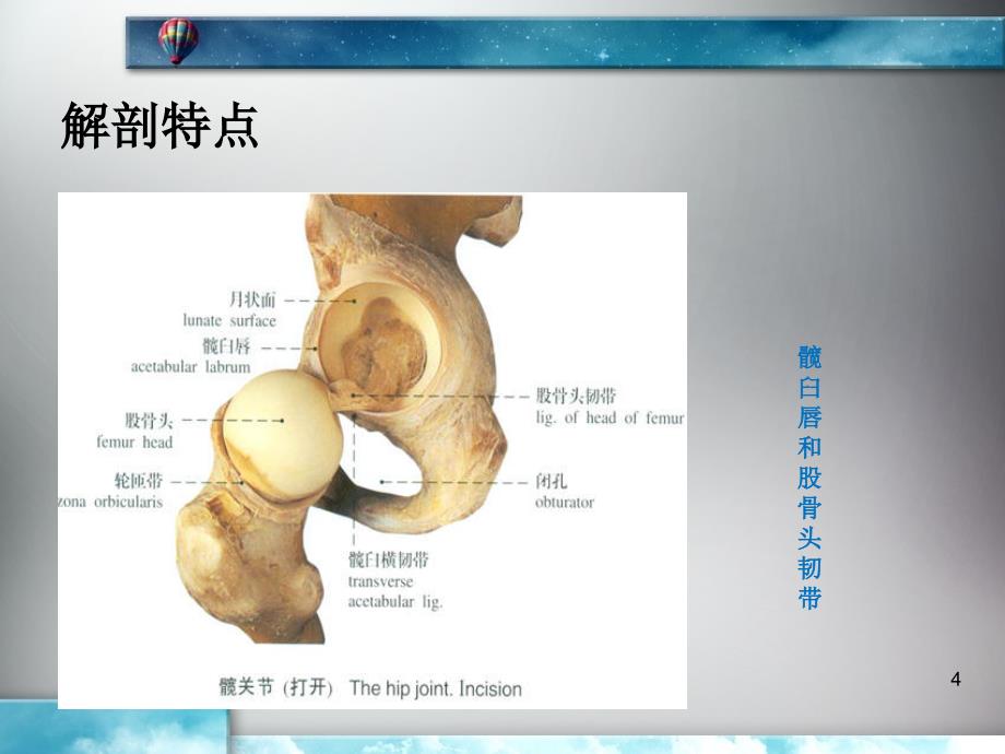 《髋关节置换病理》PPT课件_第4页